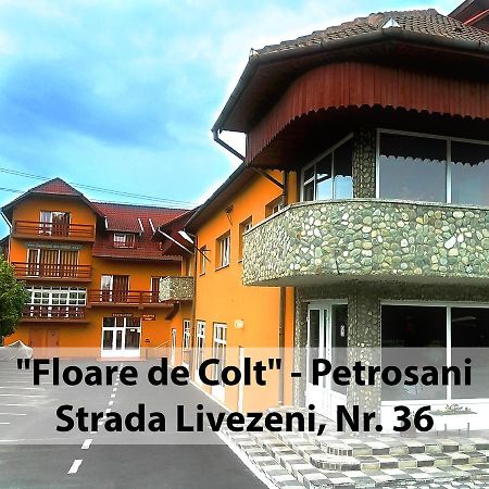 Hotel Floare De Colt Petroszany Zewnętrze zdjęcie